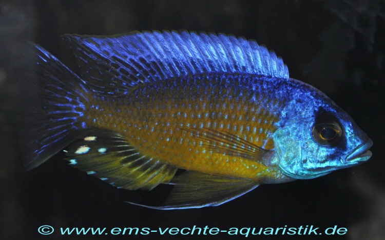 Copadichromis borleyi 'Namalenje Island'
